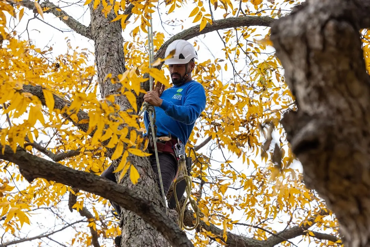 Skilled Arborist Consultation crew working in Harrah