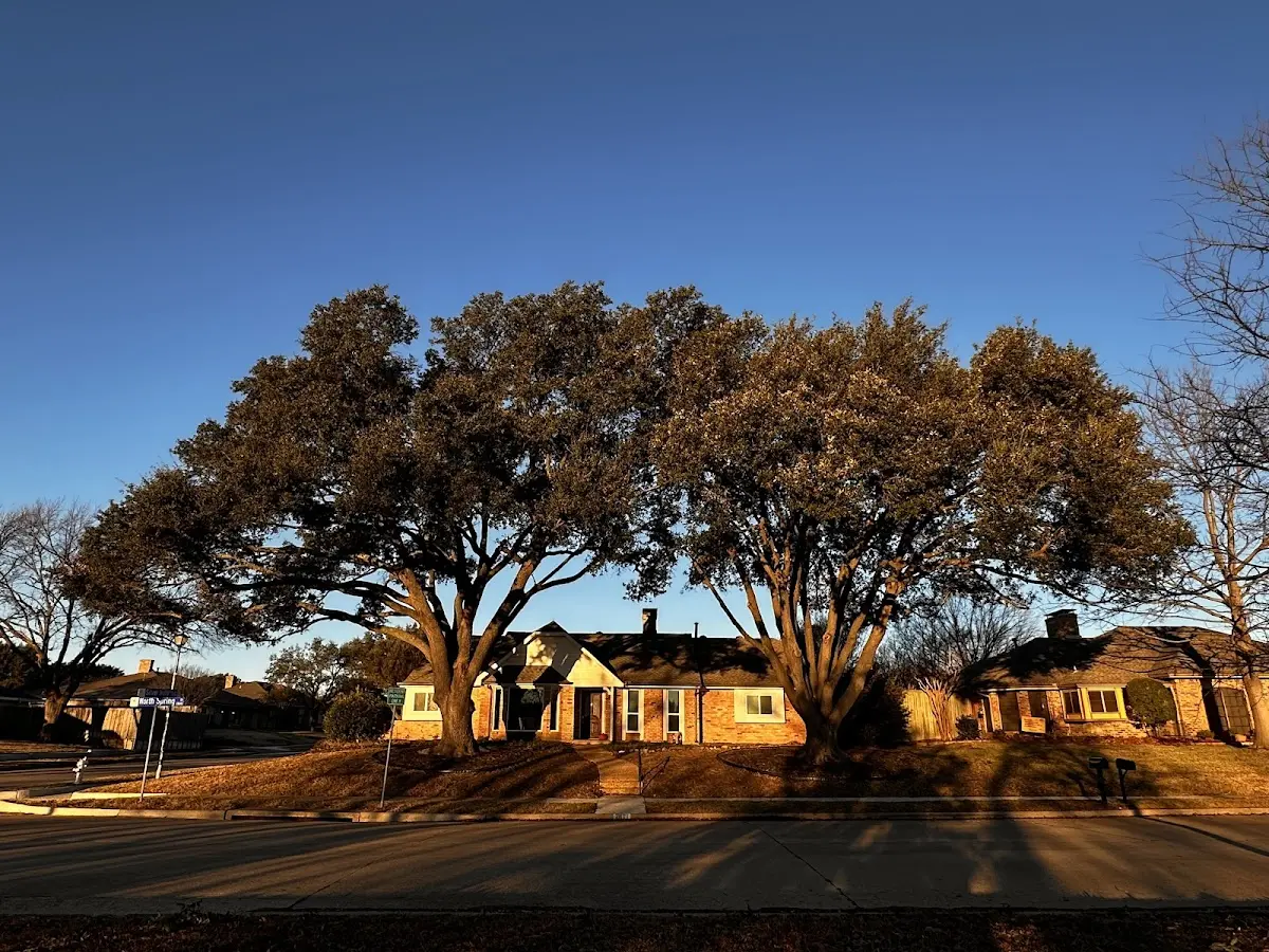 Established residential canopy tree shading a home in Harrah